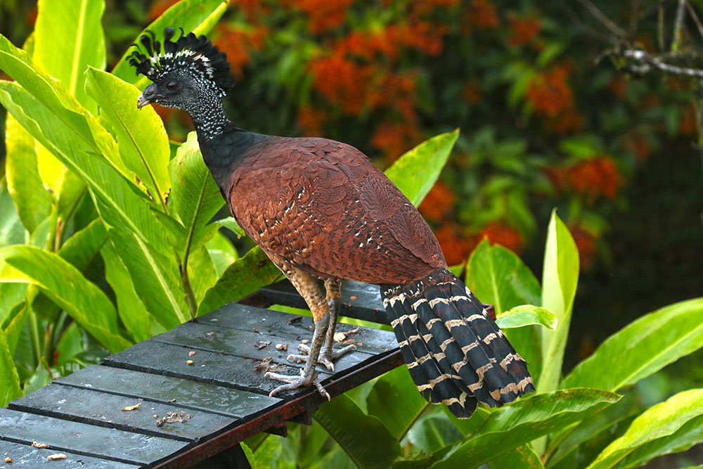 Great Curassow